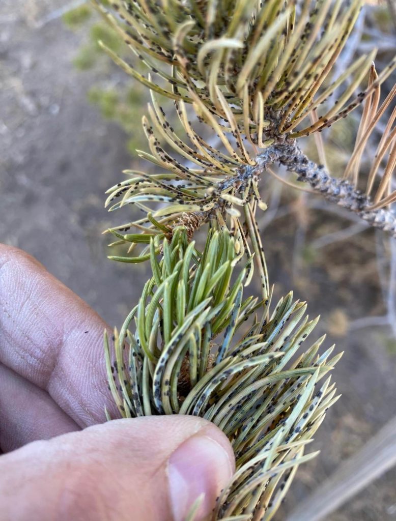 Conifers on my land dying - what are these?