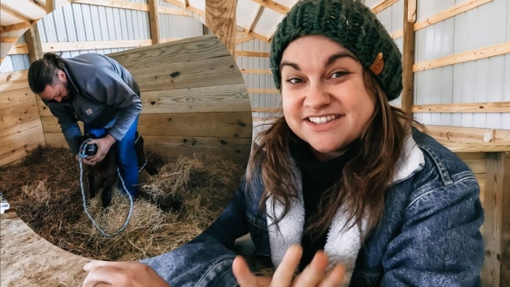 Another CALF?! | VLOG
