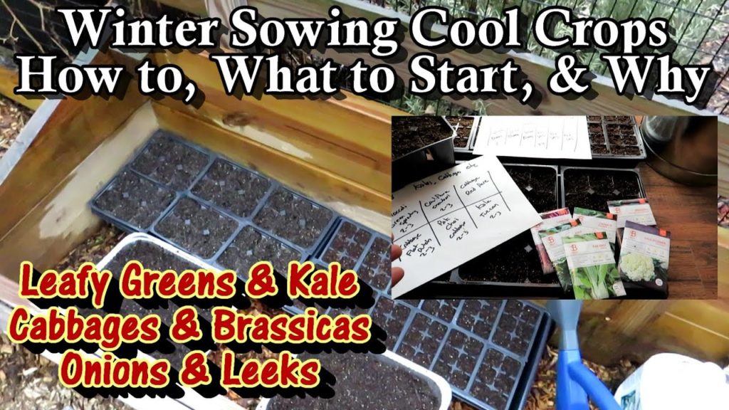 Gary Pilarchik: Winter Sowing Leafy Greens, Kale, Cabbages, Brassicas, Onions & Leeks: All the Steps & Examples Winter Sowing Leafy Greens, Kale, Cabbages, Brassicas, Onions & Leeks: All the Steps & Examples