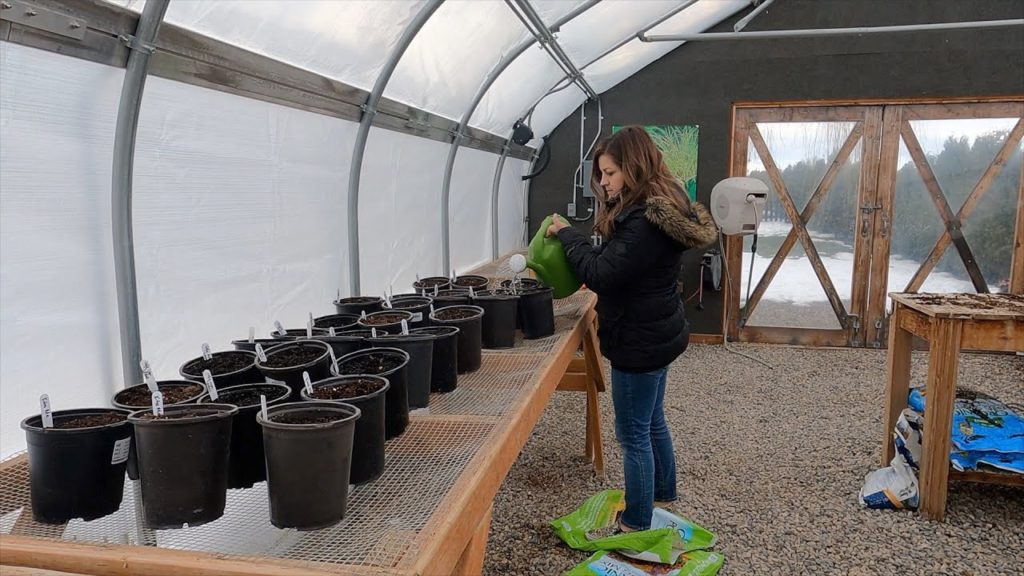 Potting Dahlias for Early Blooms! 🤞💜🌿// Garden Answer