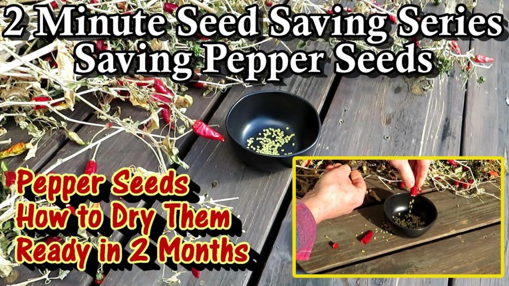 Gary Pilarchik: How to Save and Harvest Pepper Seeds – Simple Drying Method: 2 Minute Seed Saving Series E-1 How to Save and Harvest Pepper Seeds - Simple Drying Method: 2 Minute Seed Saving Series E-1
