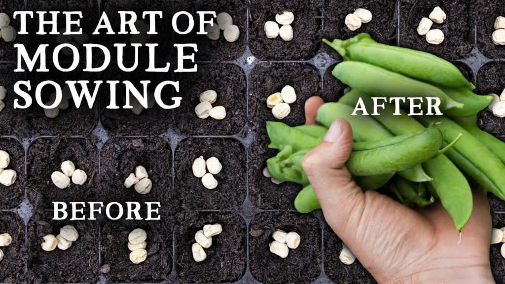 The Simple Art of Sowing Seeds in Modules for Fantastic Harvests