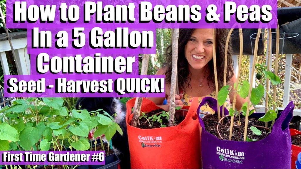 How to Plant Beans & Peas in a 5 Gallon Container - Seed to Harvest QUICK / First Time Gardener #6