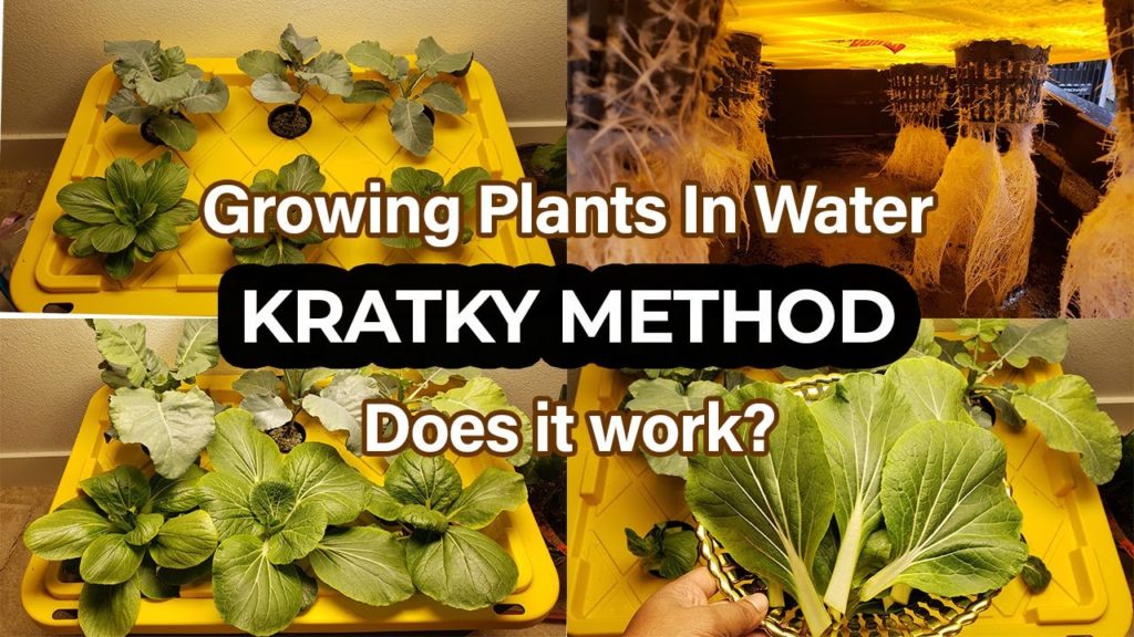 California Gardening: How to Grow Plants With Kratky Hydroponics Method How to Grow Plants With Kratky Hydroponics Method