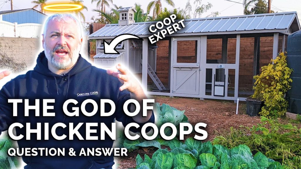 Chicken Coop Expert Answers 27+ Common Chicken Questions