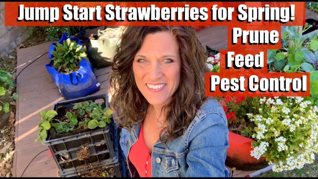 CaliKim: How to Jump Start Strawberries into Spring Production! Pruning, Feeding, Pest Control How to Jump Start Strawberries into Spring Production! Pruning, Feeding, Pest Control