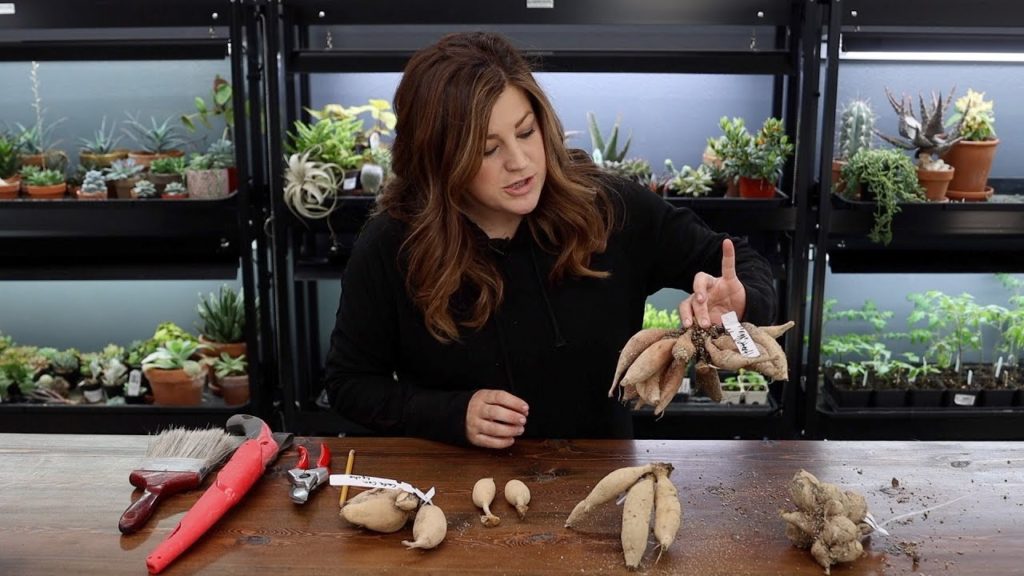 Dividing Dahlias (How We Store Them, Anatomy of a Tuber & Tuber Division)! 🌸✂️🌿