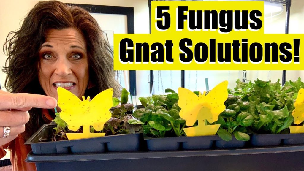 CaliKim: 5 Organic Solutions to Prevent & Control Fungus Gnats on Indoor Seedlings / First Time Gardener #7 5 Organic Solutions to Prevent & Control Fungus Gnats on Indoor Seedlings / First Time Gardener #7