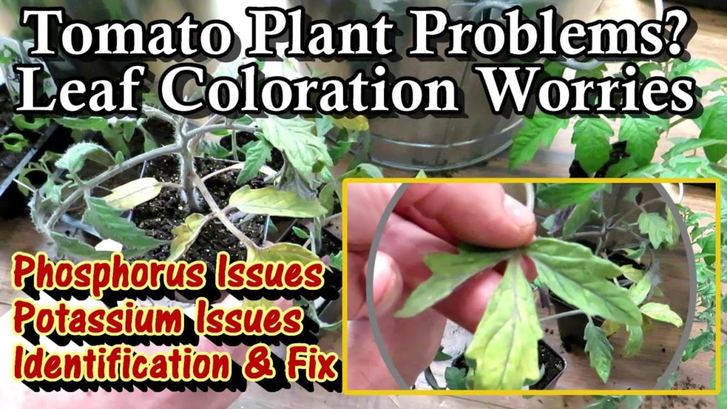 Gary Pilarchik: Identifying Potassium & Phosphorus Deficiencies in Young Tomato Plants: Magnified Examples and Fix! Identifying Potassium & Phosphorus Deficiencies in Young Tomato Plants: Magnified Examples and Fix!