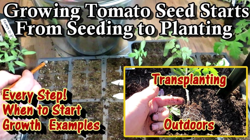 A Complete Tomato Seed Starting Guide from Indoor Seeding to Outdoor Planting: Every Step In Between