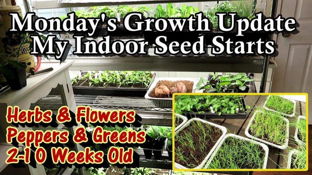 Growth Update on My Seed Starts (2-10 Weeks) - Herbs, Flowers, Peppers, Ginger, & Leafy Greens: E-1
