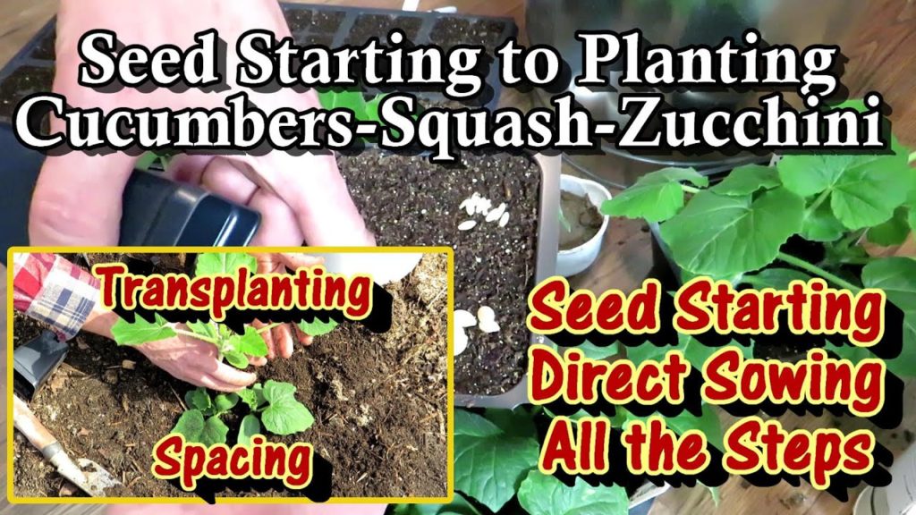 Gary Pilarchik: Seed Starting & Transplanting Cucumbers, Squash, Zucchini: Indoors/Outdoors, Direct Sowing & Spacing Seed Starting & Transplanting Cucumbers, Squash, Zucchini: Indoors/Outdoors, Direct Sowing & Spacing