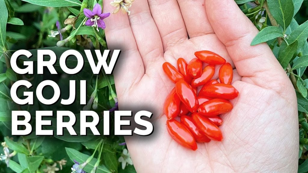 Epic Gardening: Grow Super Nutritious Goji Berries At Home Grow Super Nutritious Goji Berries At Home