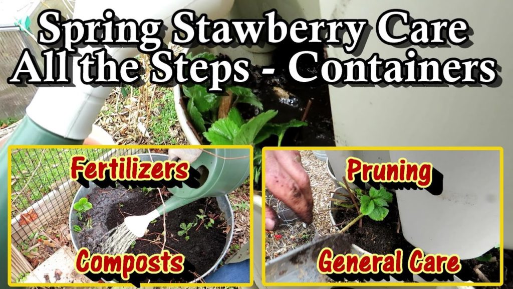 Spring Strawberry Plant Care Basics: Containers, Pruning, Compost, Fertilizing, and Nitrogen Time!