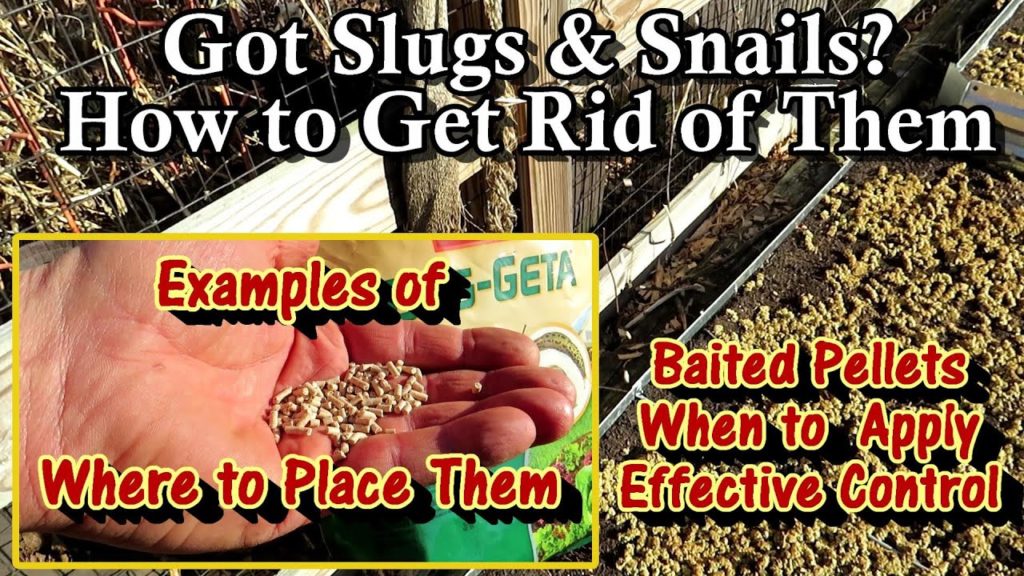 Gary Pilarchik: How To Easily Manage Snail & Slug Damage in Your Vegetable Garden:  I No Longer Have Damaged Plants How To Easily Manage Snail & Slug Damage in Your Vegetable Garden:  I No Longer Have Damaged Plants