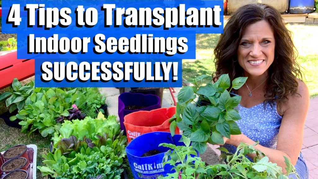 CaliKim: 4 Tips for Success when Transplanting/ Potting Up your Indoor Seedlings/ First Time Gardener #10 4 Tips for Success when Transplanting/ Potting Up your Indoor Seedlings/ First Time Gardener #10