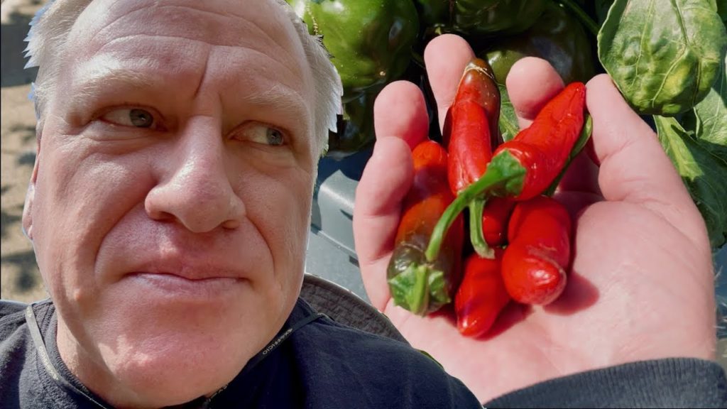 Jeb Gardener: Winter Peppers and 5 Cool Things about Mars Hydro Grow Lights Winter Peppers and 5 Cool Things about Mars Hydro Grow Lights