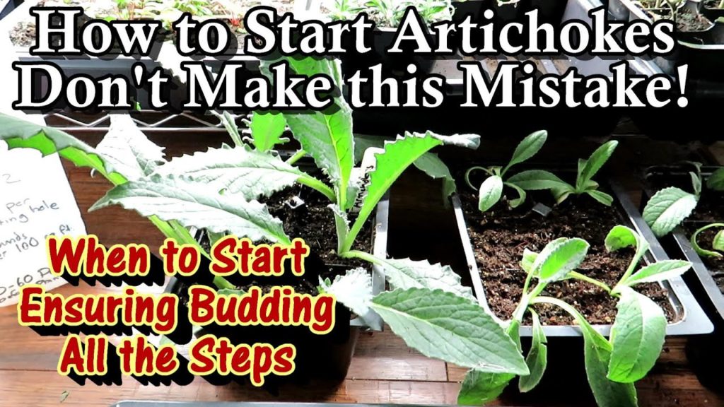 How to Seed Start Globe Artichokes & Don't Make This #1 Mistake: Timing, Zones, Cold Period, & More
