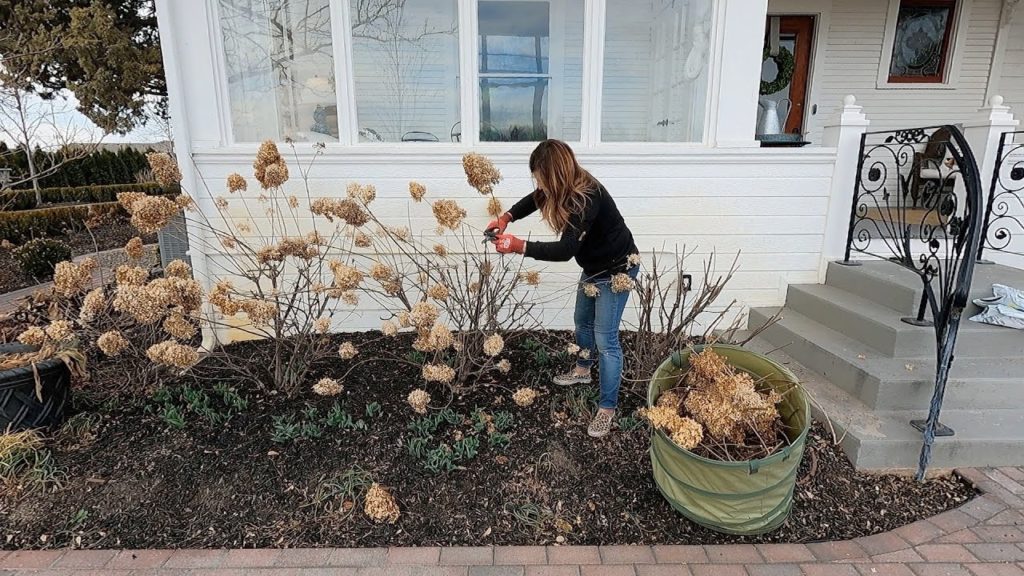 Garden Answer: 3 Pruning Chores: Hellebores, Shrub Roses & Panicle Hydrangeas! ✂️✂️✂️ // Garden Answer 3 Pruning Chores: Hellebores, Shrub Roses & Panicle Hydrangeas! ✂️✂️✂️ // Garden Answer