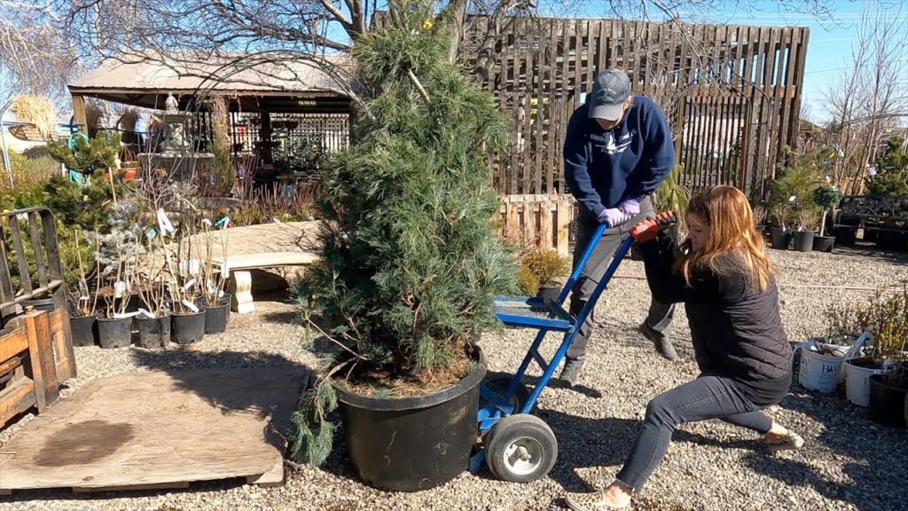 Helping Out at the Garden Center! 🥰🙌🌿 // Garden Answer