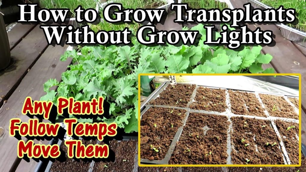 An Alternative to Growing Your Own Garden Transplants When it is Still Cold - No Grow Light Needed!