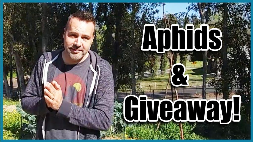 California Garden TV: Get Rid of Aphids on Brassicas (Broccoli & Cabbage) PLUS HoseLink Giveaway! Get Rid of Aphids on Brassicas (Broccoli & Cabbage) PLUS HoseLink Giveaway!