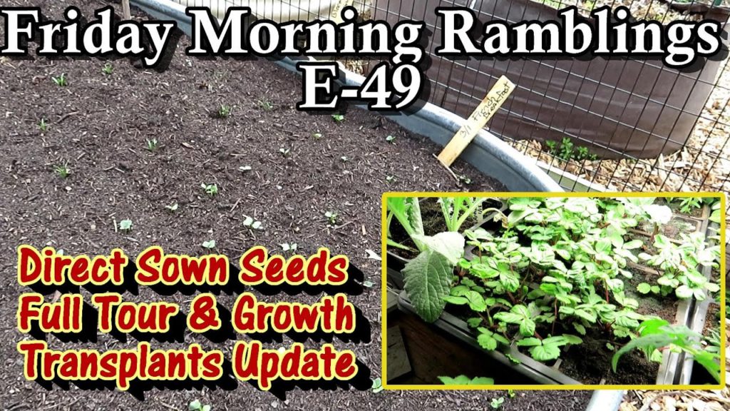 All My Direct Sown Crops & Growth, Ways 2 Direct Sow, Transplant Update: FM Gardening Ramblings E-49