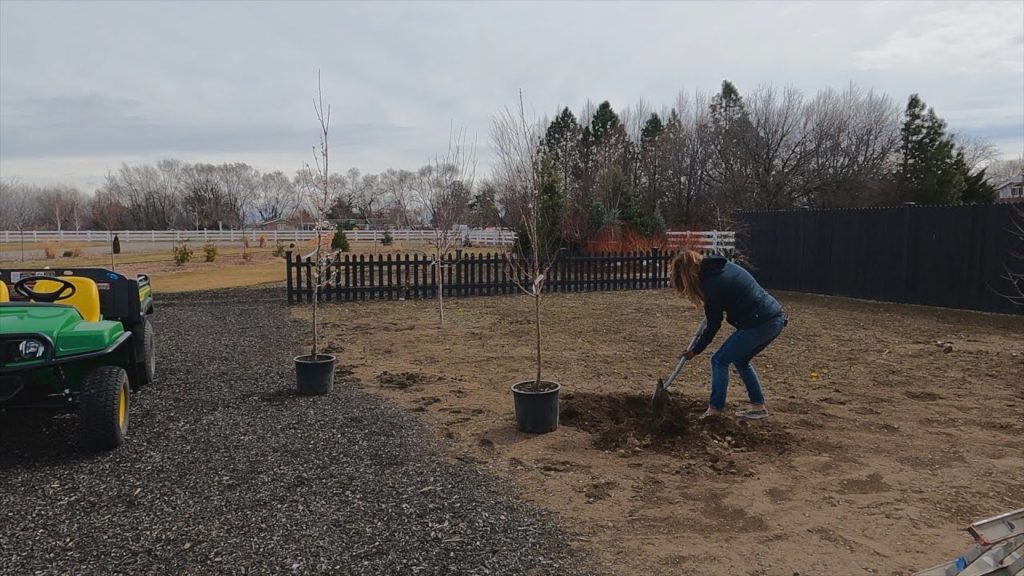 Garden Answer: Replacing the Apricots & Pruning the Fruit Trees! 🌳🍑✂️ // Garden Answer Replacing the Apricots & Pruning the Fruit Trees! 🌳🍑✂️ // Garden Answer