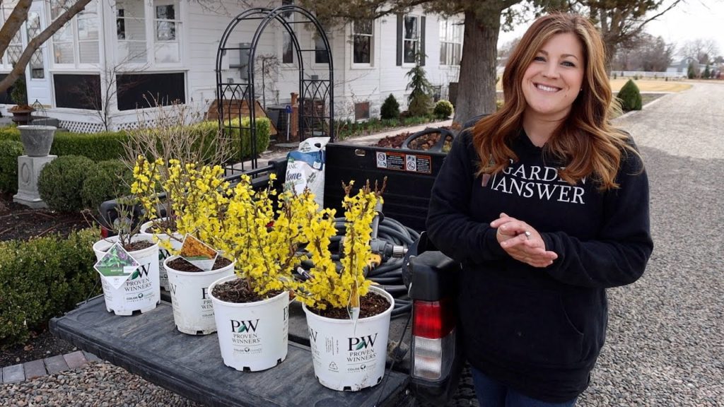 Garden Answer: Let the Planting Begin!!! Forsythias & Lilacs! 💛💜💛 // Garden Answer Let the Planting Begin!!! Forsythias & Lilacs! 💛💜💛 // Garden Answer