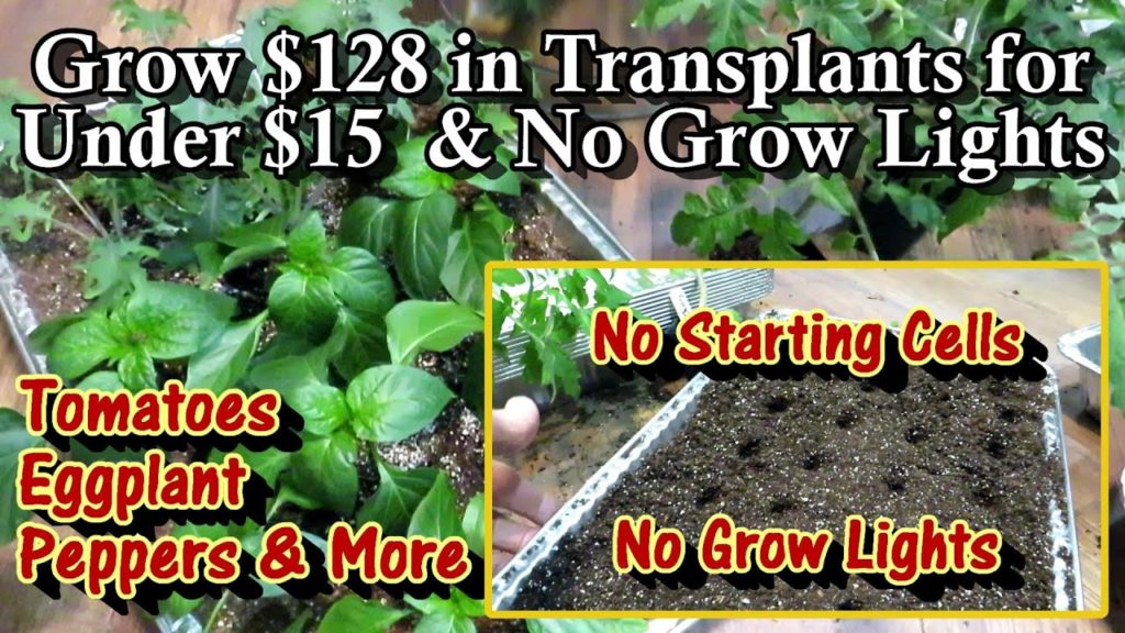 Gary Pilarchik: How to Easily & Cheaply Grow Your Tomato, Pepper, & Eggplant Seed Starts: No Light or Plastic Cells! How to Easily & Cheaply Grow Your Tomato, Pepper, & Eggplant Seed Starts: No Light or Plastic Cells!