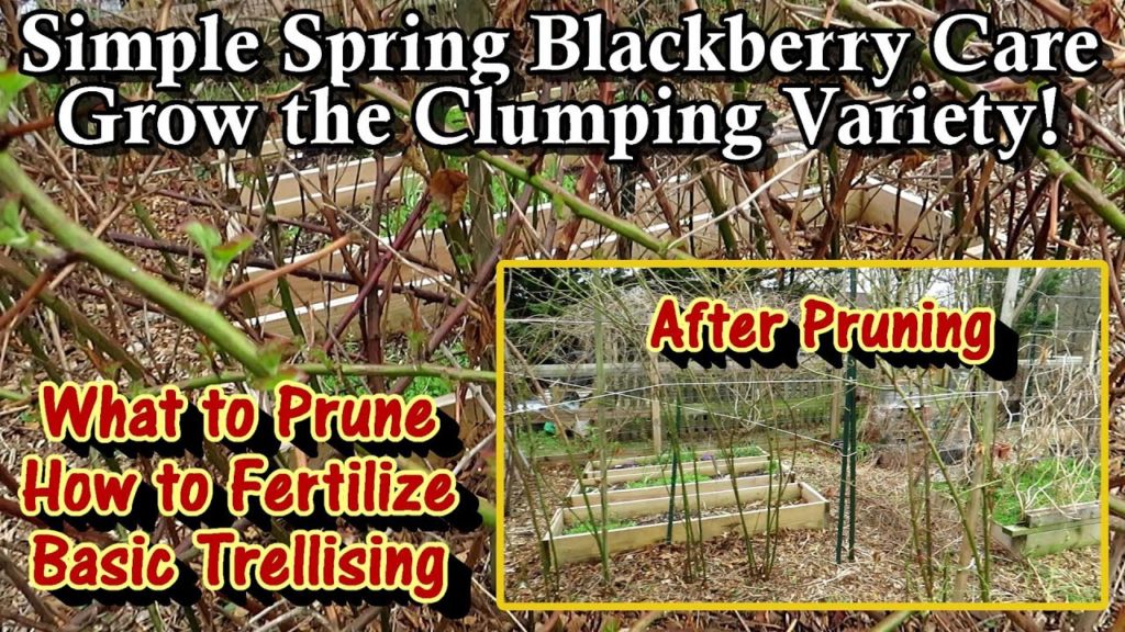Spring Blackberry Care - Prune, Trellis, Fertilize, & Enjoy: I Recommend Erect/Clumping Varieties