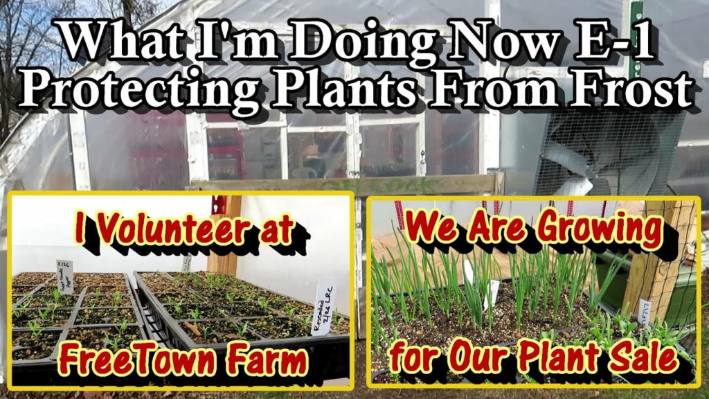 What I'm Doing Now E-1: Managing Growing & Frost at the Freetown Farm Greenhouse - A Quick Tour!