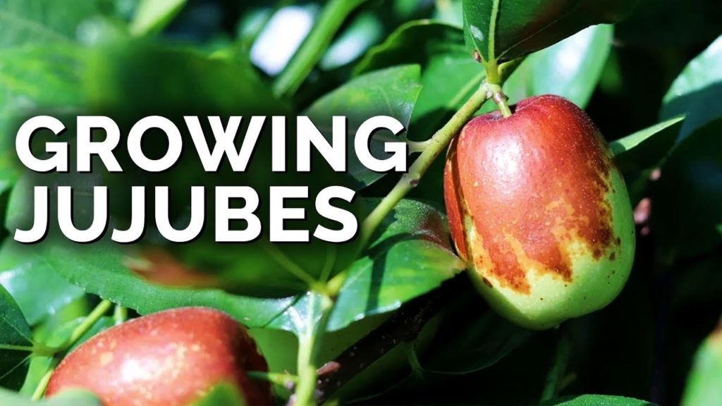 Epic Gardening: Growing Jujubes: The "Weird Apple" That Tastes Absolutely Delicious! Growing Jujubes: The "Weird Apple" That Tastes Absolutely Delicious!