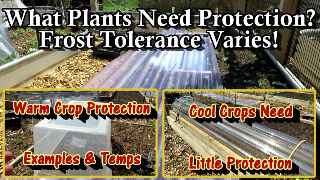 Gary Pilarchik: Examples on How to Protect Cool & Warm Crops from Frost: How Cold & How Long the Frost Lasts Matters Examples on How to Protect Cool & Warm Crops from Frost: How Cold & How Long the Frost Lasts Matters