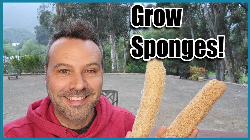 California Garden TV: How to Grow Luffah Sponges from Seed to Harvest How to Grow Luffah Sponges from Seed to Harvest