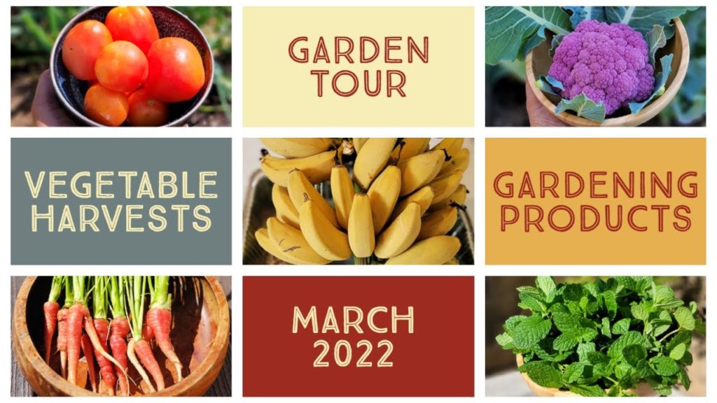 California Gardening: Vegetable & Fruit Harvests, Garden Tour, Vitality, Mars Hydro Giveaway, Gardening Tips & Tricks! Vegetable & Fruit Harvests, Garden Tour, Vitality, Mars Hydro Giveaway, Gardening Tips & Tricks!