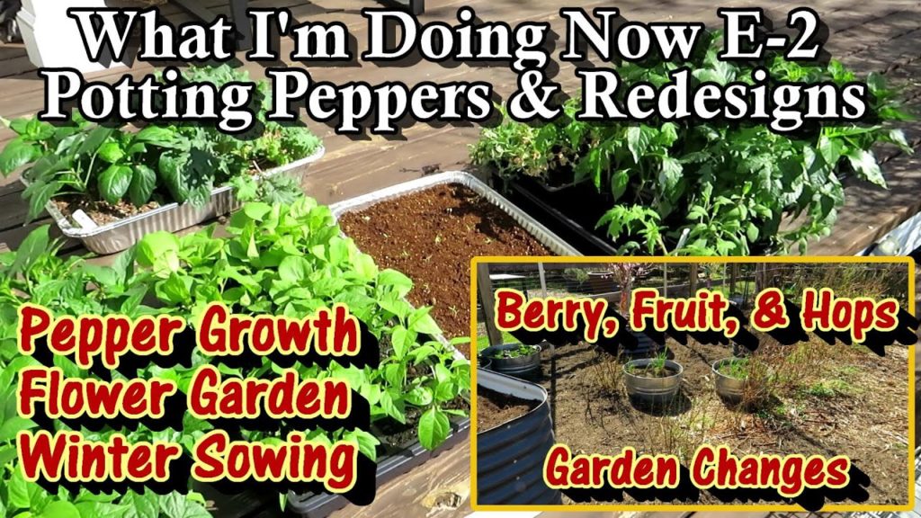 Gary Pilarchik: What I'm Doing Now E-2: Growth Progress on my Peppers & Flowers, Fruit Garden Additions, & Tour What I'm Doing Now E-2: Growth Progress on my Peppers & Flowers, Fruit Garden Additions, & Tour