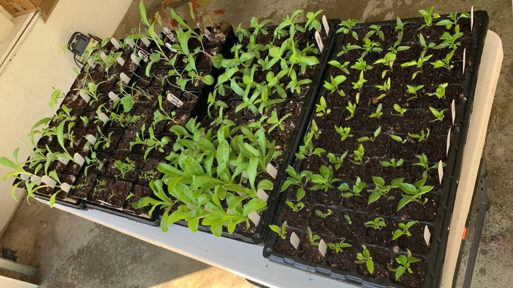 Kaye Kittrell: How's your SEEDING GOING? How's your SEEDING GOING?