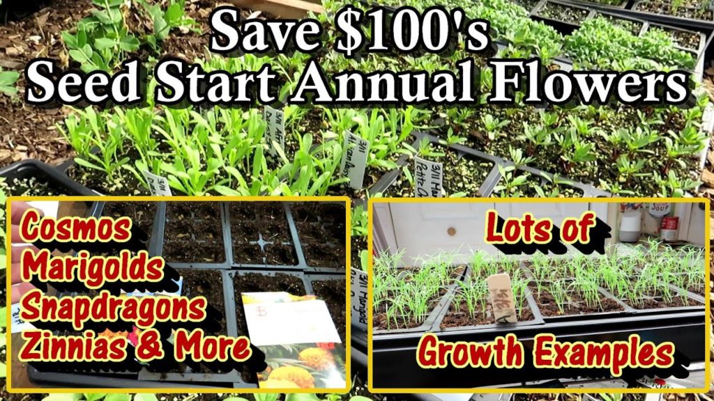 Gary Pilarchik: How to Seed Start Annual Flowers & Save $100's: Marigolds, Cosmos, Zinnias, Snapdragons, & More! How to Seed Start Annual Flowers & Save $100's: Marigolds, Cosmos, Zinnias, Snapdragons, & More!