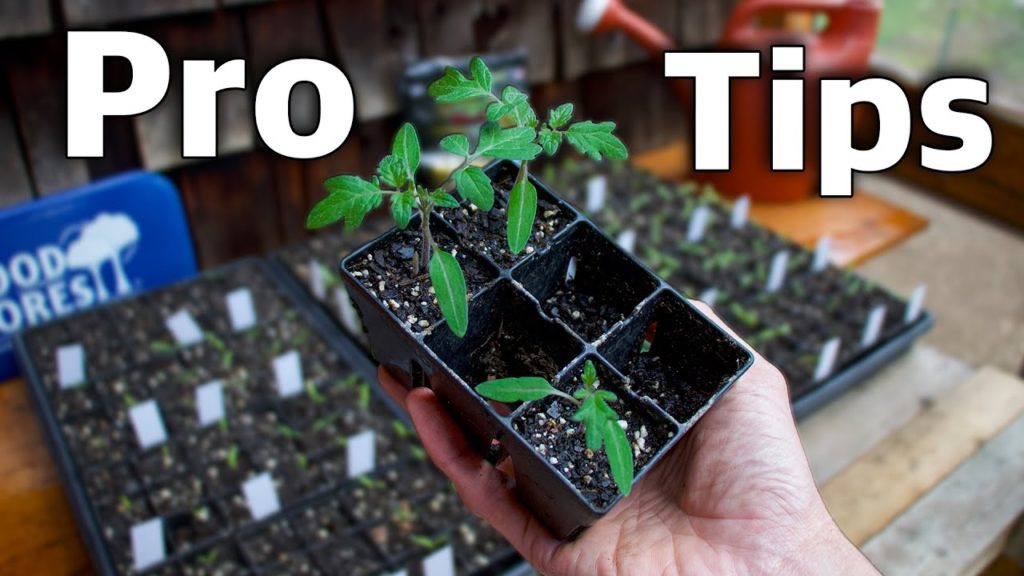 How to Grow Tomatoes in Your Backyard Garden, Complete Growing Guide