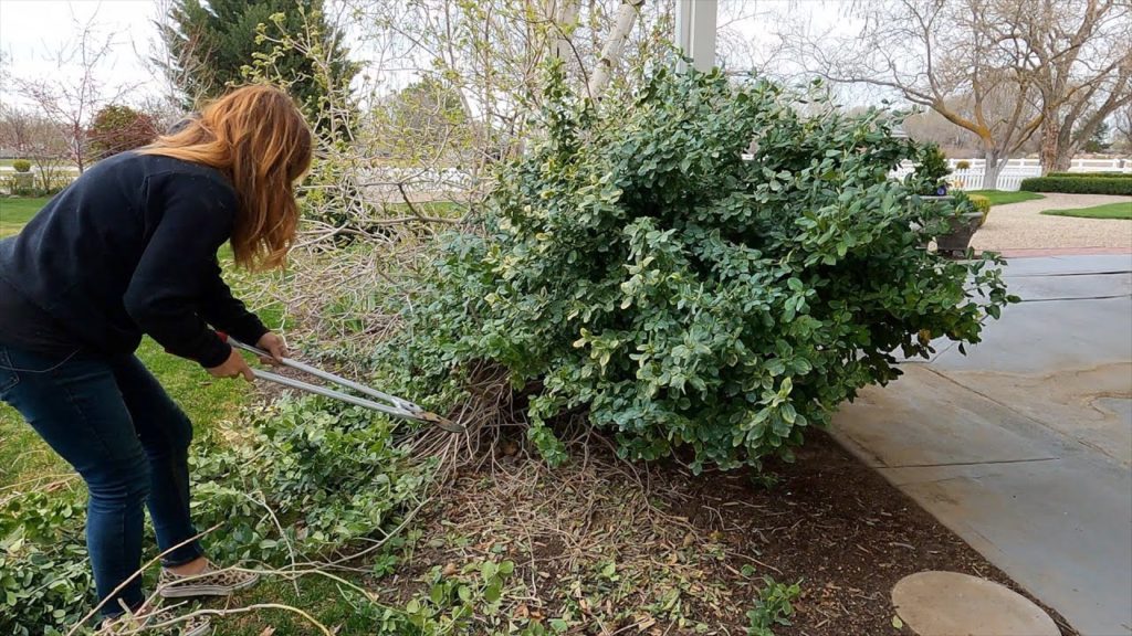 Garden Answer: 3 Shrub Pruning Projects: Euonymus, Butterfly Bush & Hydrangea Standard! ✂️✂️✂️ // Garden Answer 3 Shrub Pruning Projects: Euonymus, Butterfly Bush & Hydrangea Standard! ✂️✂️✂️ // Garden Answer