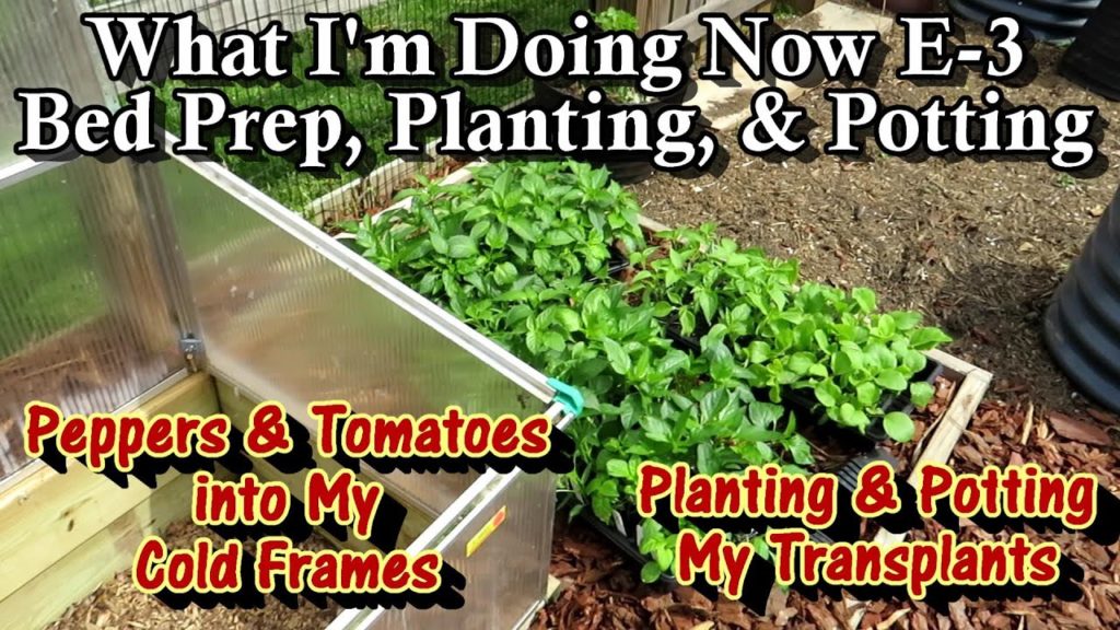 What I'm Doing Now E-3: My Transplants are Getting Planted & Potted Up and My Beds Are Being Prepped