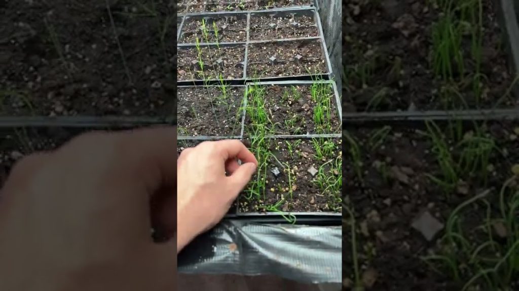How we start our onion seeds! #short