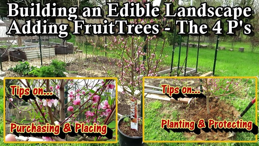 Gary Pilarchik: Edible Landscaping with Fruit Trees: Purchasing, Planting, Placing, & Tips for First Year Success! Edible Landscaping with Fruit Trees: Purchasing, Planting, Placing, & Tips for First Year Success!