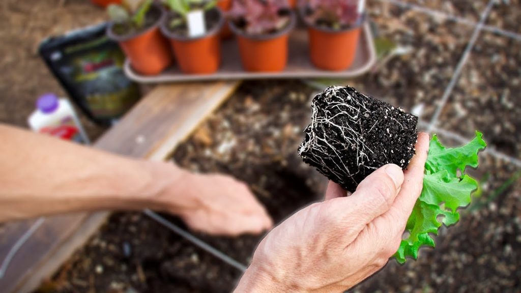 This Technique for Transplanting into Your Garden will Change Your Life!