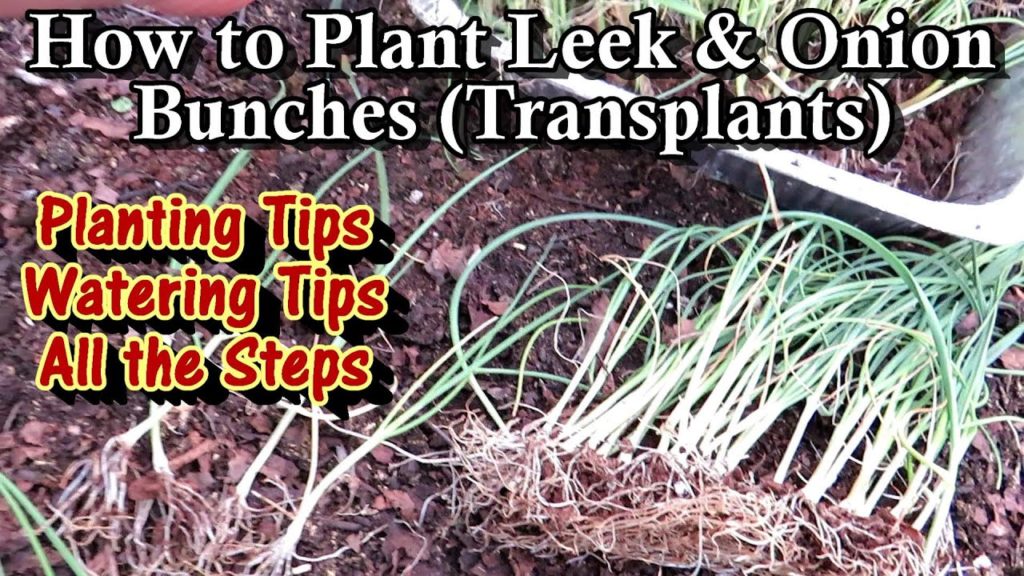 How to Plant Leek & Onion Bunches (Transplants): Watering is Key & Other Tips for Success