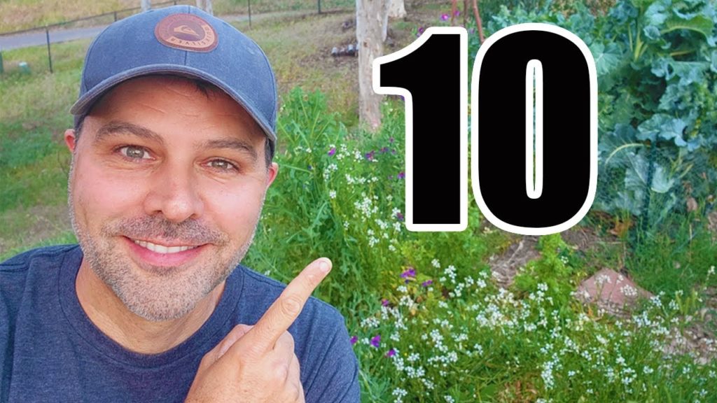 Top Ten Tips for Small Space Vegetable Gardens