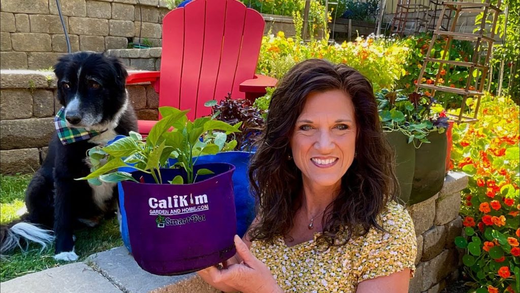 CaliKim: 🌶 LIVE: 5 Tips to Plant and Grow Peppers Like a Pro (REPLAY) 🌶 LIVE: 5 Tips to Plant and Grow Peppers Like a Pro (REPLAY)