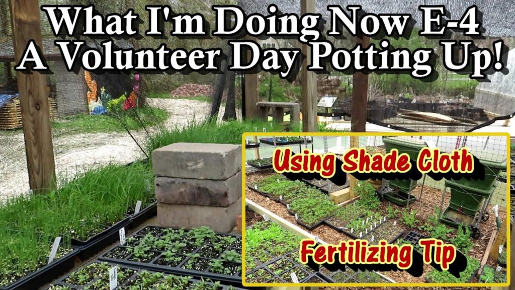 Gary Pilarchik: What I'm Doing Now E-4: A Volunteer Day – Potting Up, Checking a Shade Structure, and Fertilizing What I'm Doing Now E-4: A Volunteer Day - Potting Up, Checking a Shade Structure, and Fertilizing