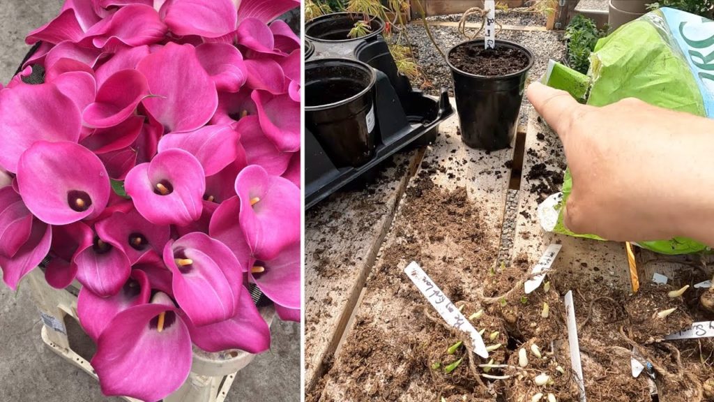 Garden Answer: Potting Calla/Canna Lilies & Yarrow Starts! 💚🌿💚 // Garden Answer Potting Calla/Canna Lilies & Yarrow Starts! 💚🌿💚 // Garden Answer